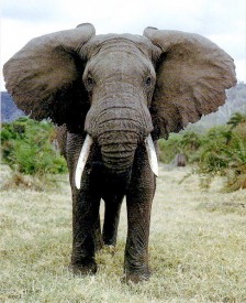 Elephant